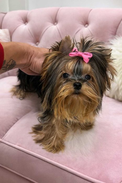 Yorkshire terrier miniaturka xxs 1.30