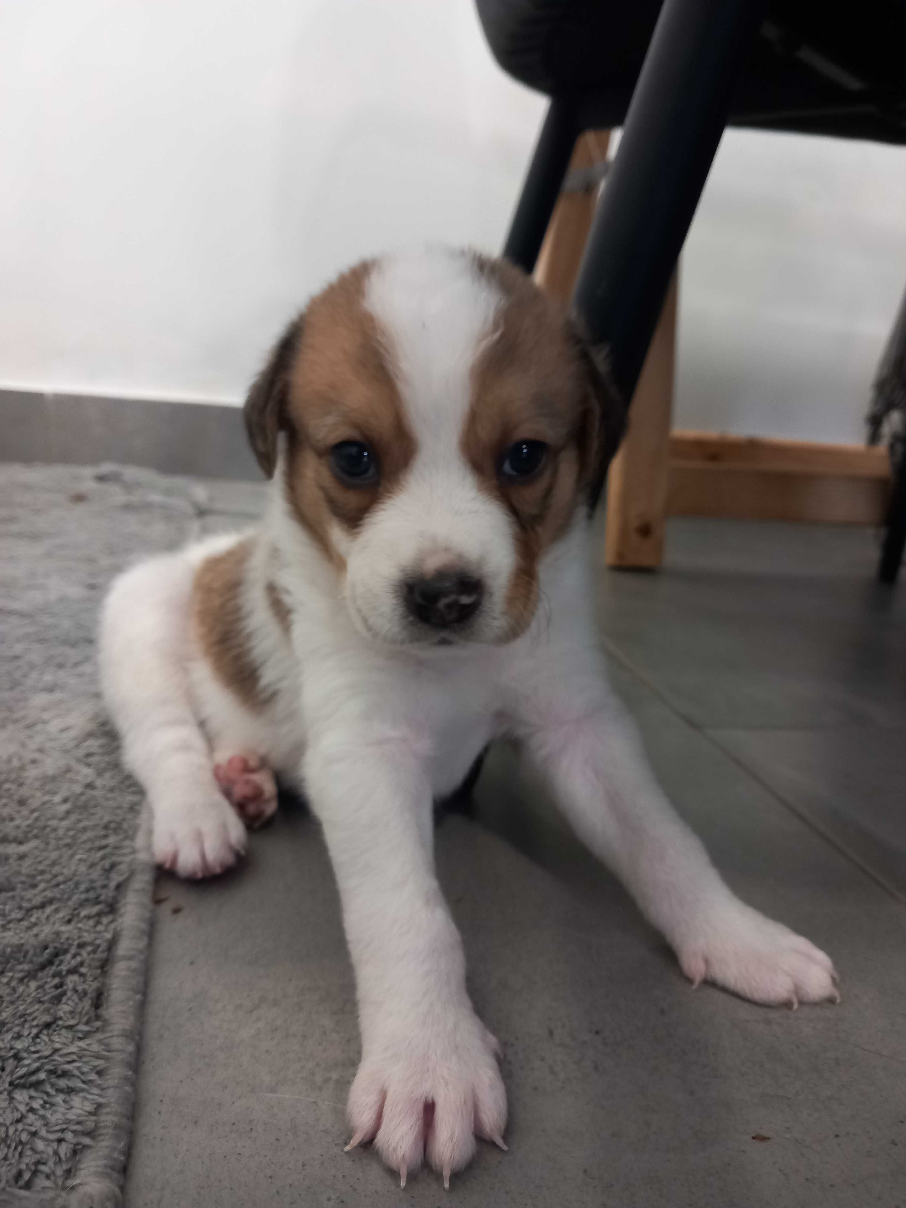 Cães Bebês para adopção