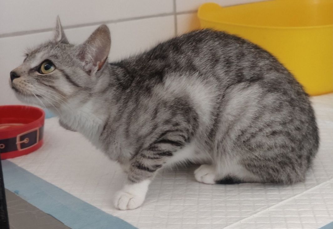 Sylwia gorąco poleca się do adopcji :)