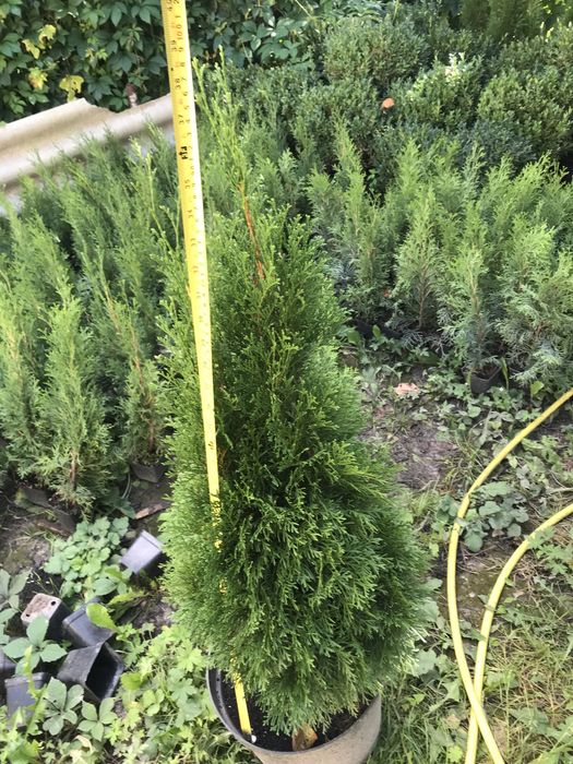 Смарагд голд-широкий вибір-є опт