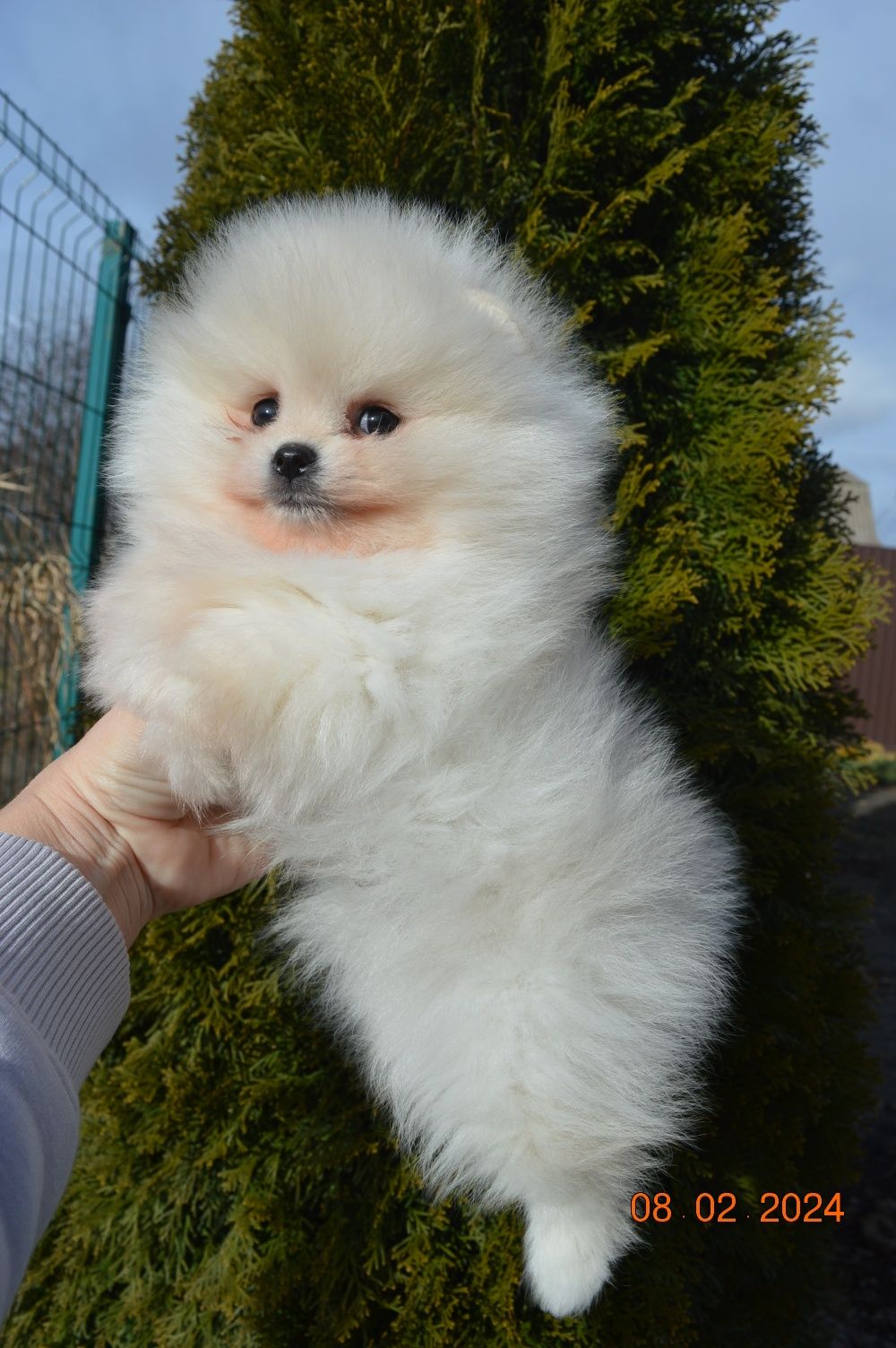 Померанский шпиц, мальчик