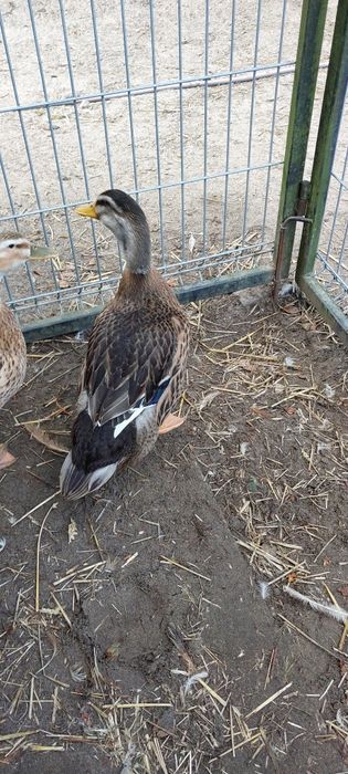 Kaczor staropolski sarni