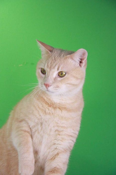 Лев, молодий котик, 2 роки