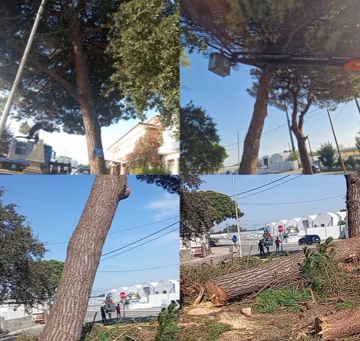 Abate de árvores em altura e