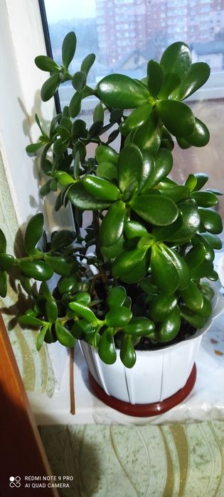 Денежное дерево или красула
