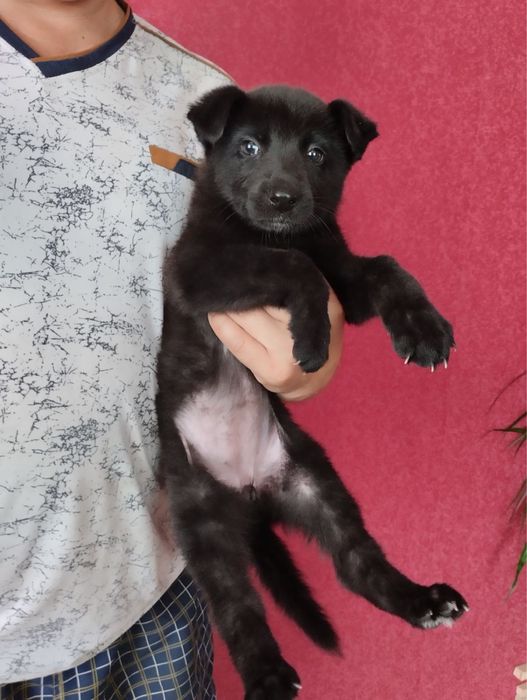 Цуценята Німецької вівчарки