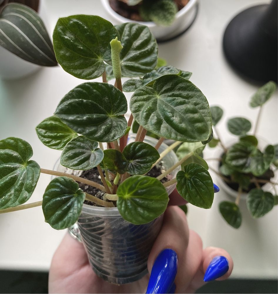 Пеперомія Ліліан | Peperomia Lilian