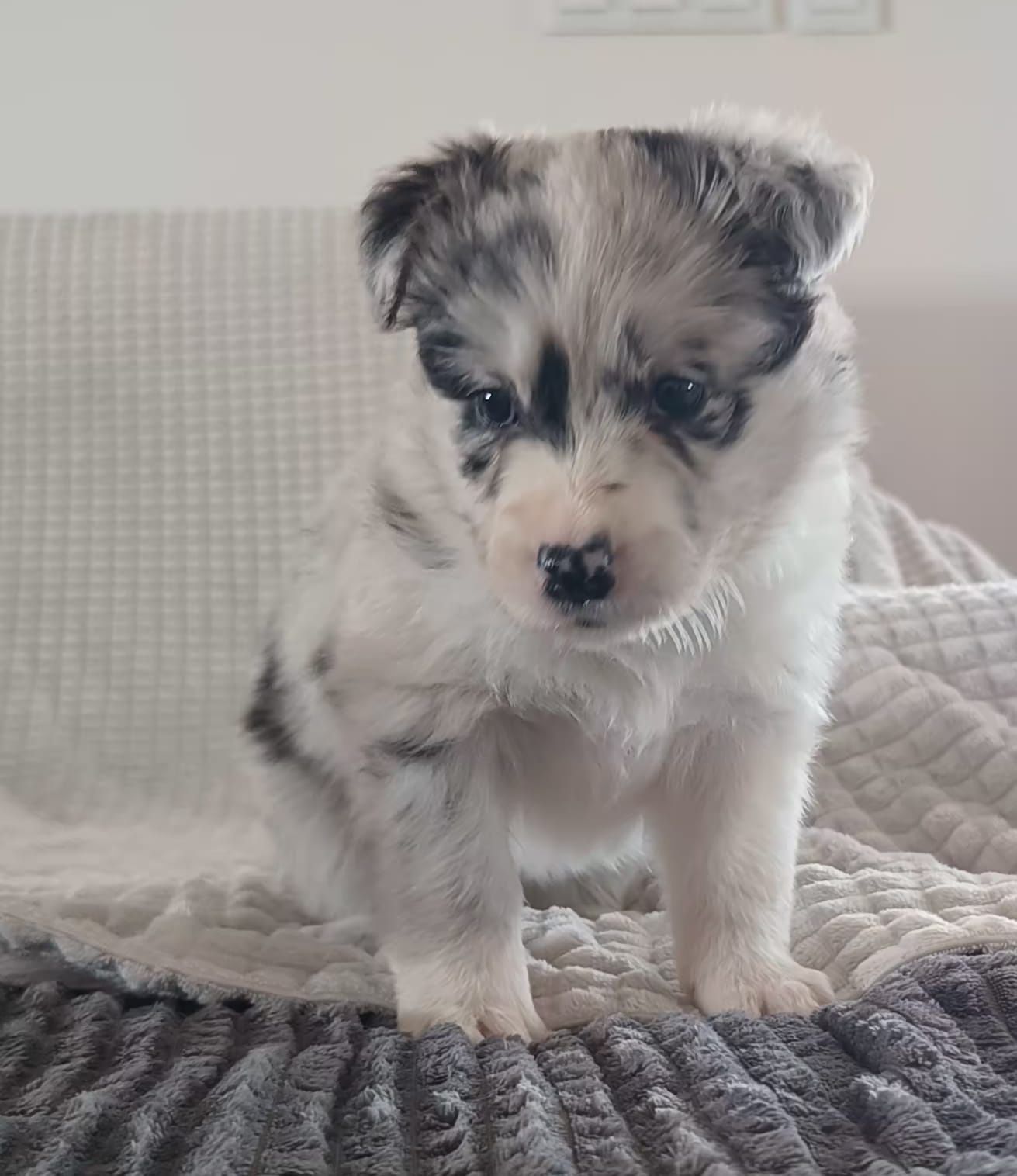 Border Collie szczenię ZKwP/FCI rodowodowe po Championie Polski