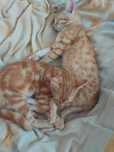 Kotki do adopcji