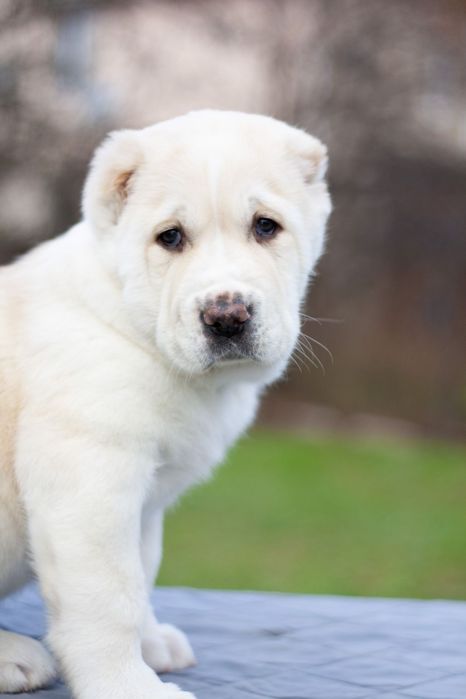 Очаровательная красотка Среднеазиатс