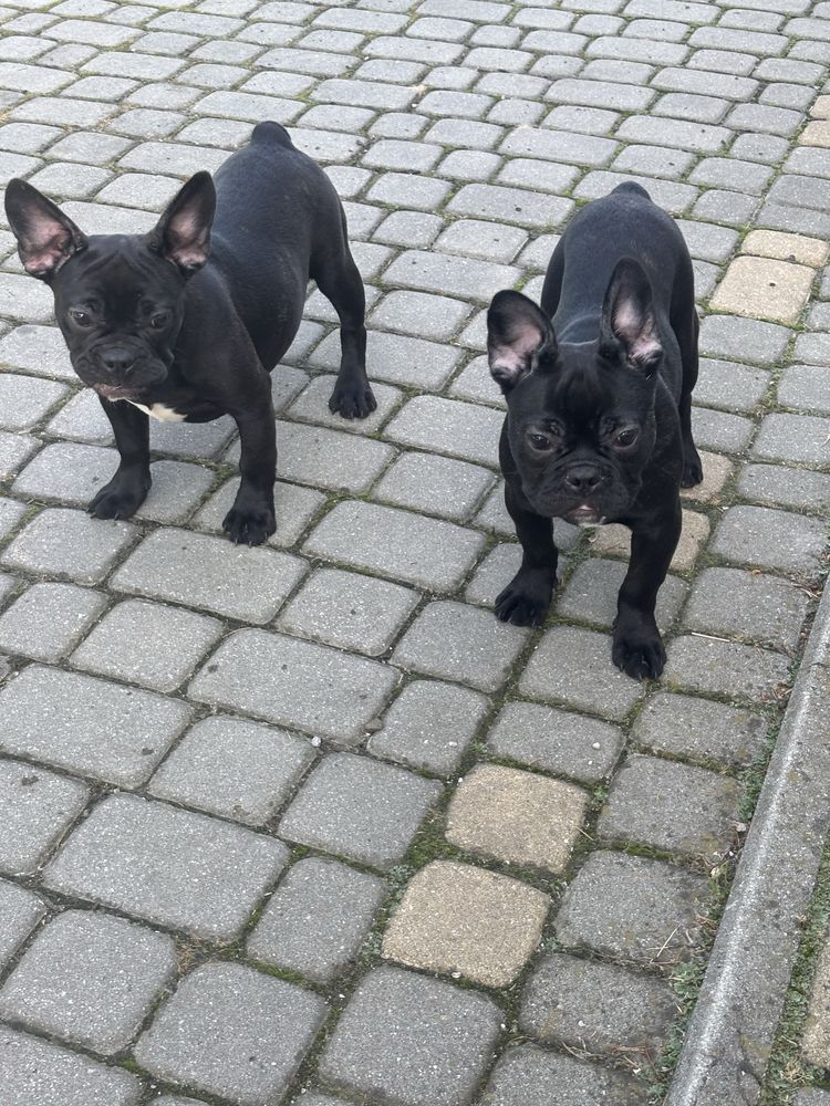 Buldog Fracuski szczeniak