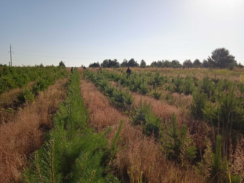 Продам сосну в комі