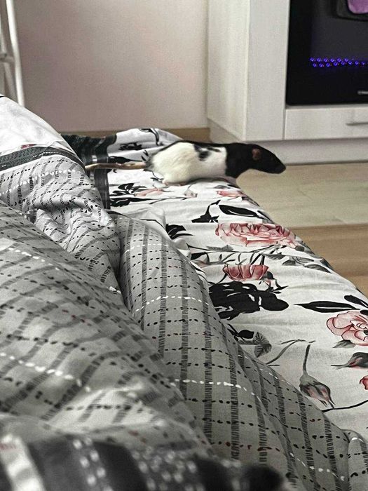 Віддам в хороші руки пацюка