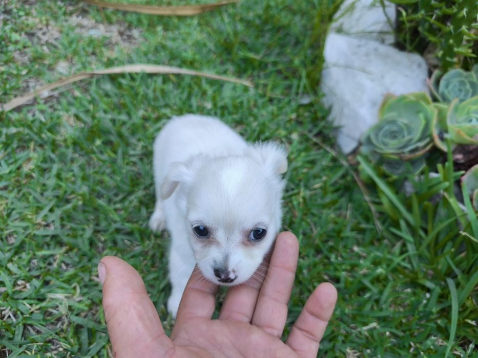 Chihuahua disponível para entrega imediata