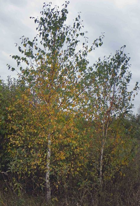 Саджанці берези, дуба, клена, липи, черемхи, барбарису, терену