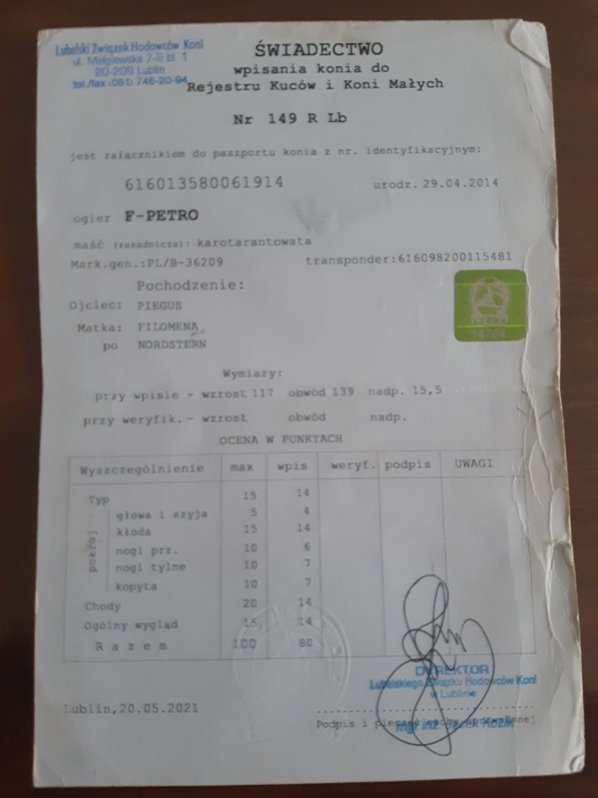 Stado kucy na sprzedaż