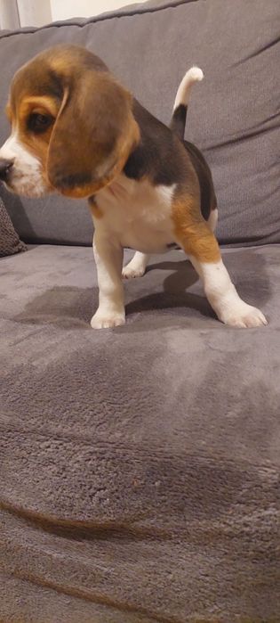 BEAGLE piesek gotowy do nowego domu