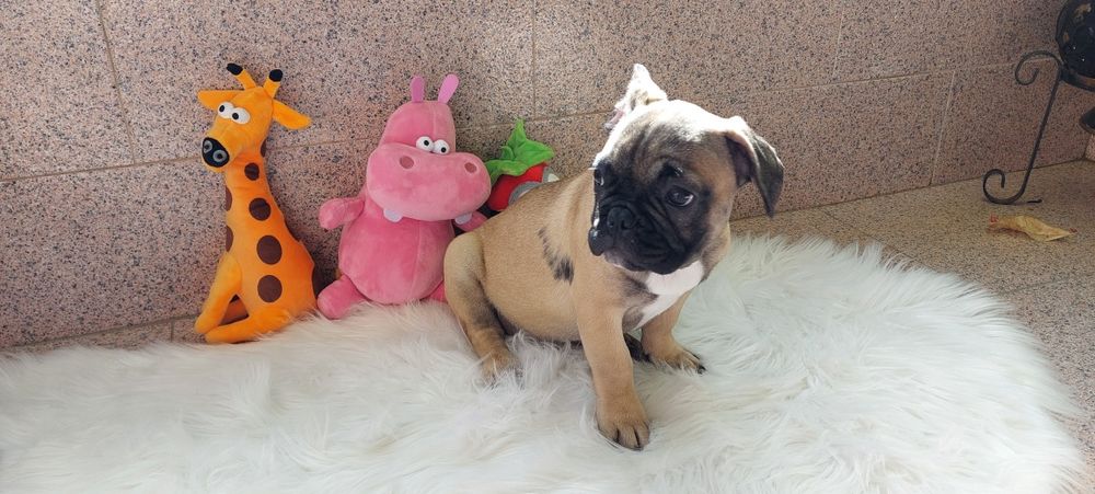 Bulldog francês bebé