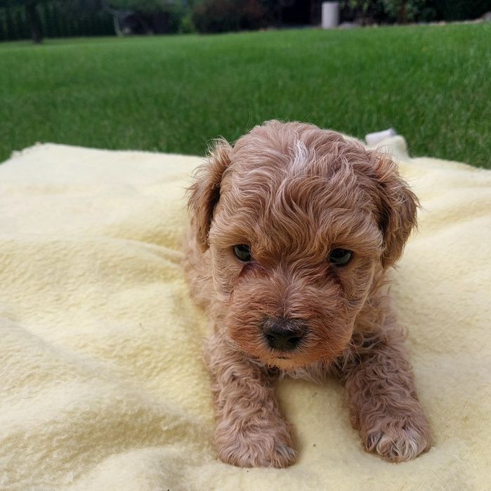 Maltipoo pudel maltanczyk badania