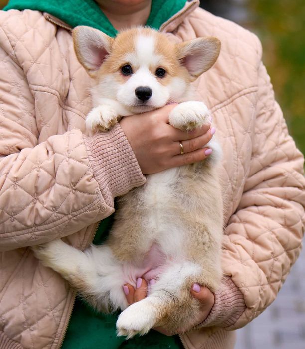 Welsh Corgi Pembroke – suczka FCI gotowa do odbioru (FB Alona Aleant)