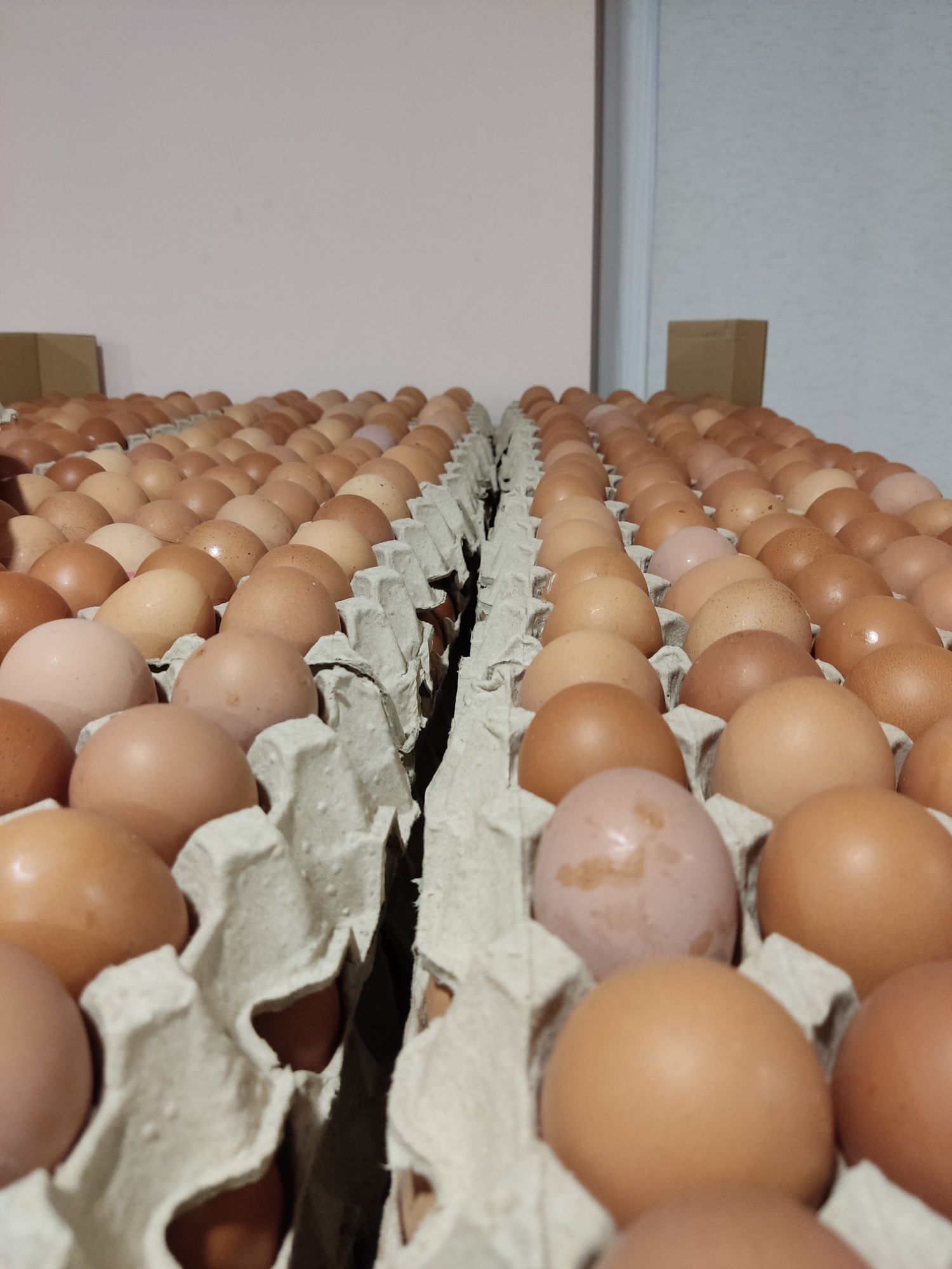 Jajka jaja wolny wybieg hurt detal duże ilości