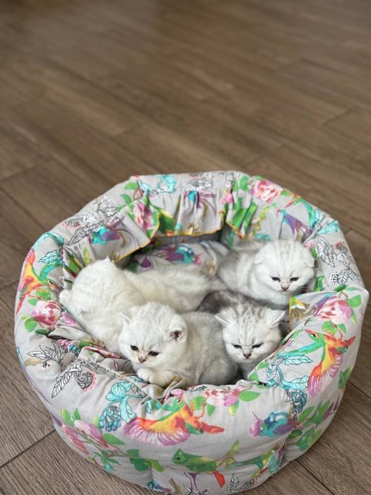 Шотландська мраморно срібна шиншила кошенята котенята котик
