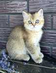 Кошеня золота шиншила