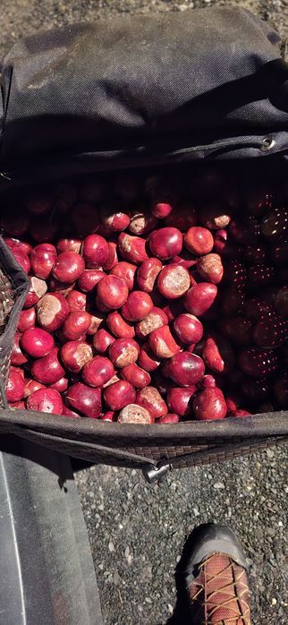 Kasztany do przedszkola 5 kg