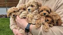 Хлопчики та дівчатка мальтипу Ф1 та Ф2, maltipoo F1, F2