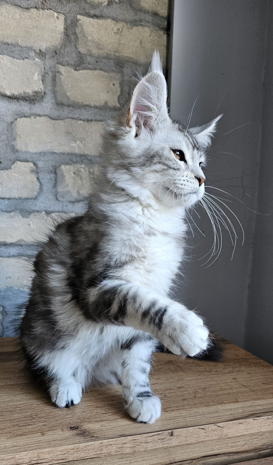 Maine coon koteczka rodowód FPL