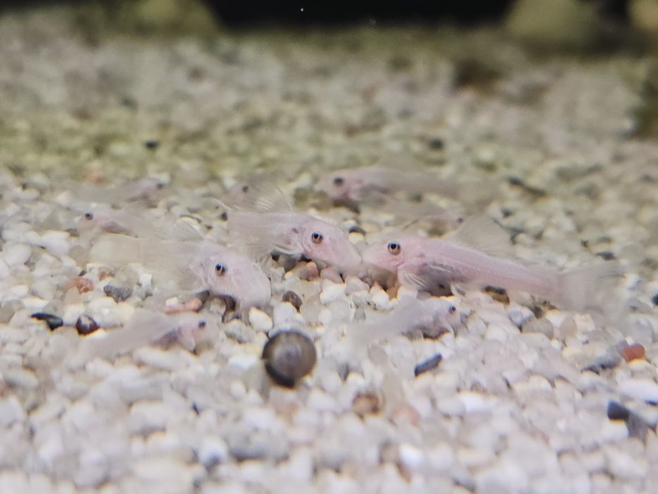 Ancistrus snow white młode