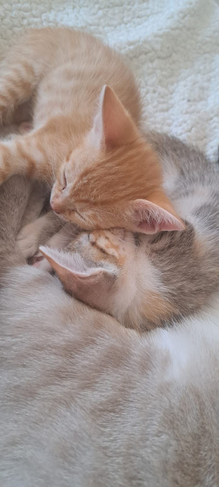 Gatinhos bebés adopção responsavel