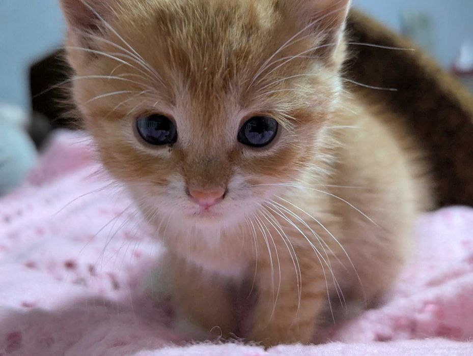 Котики рижики - хлопчики