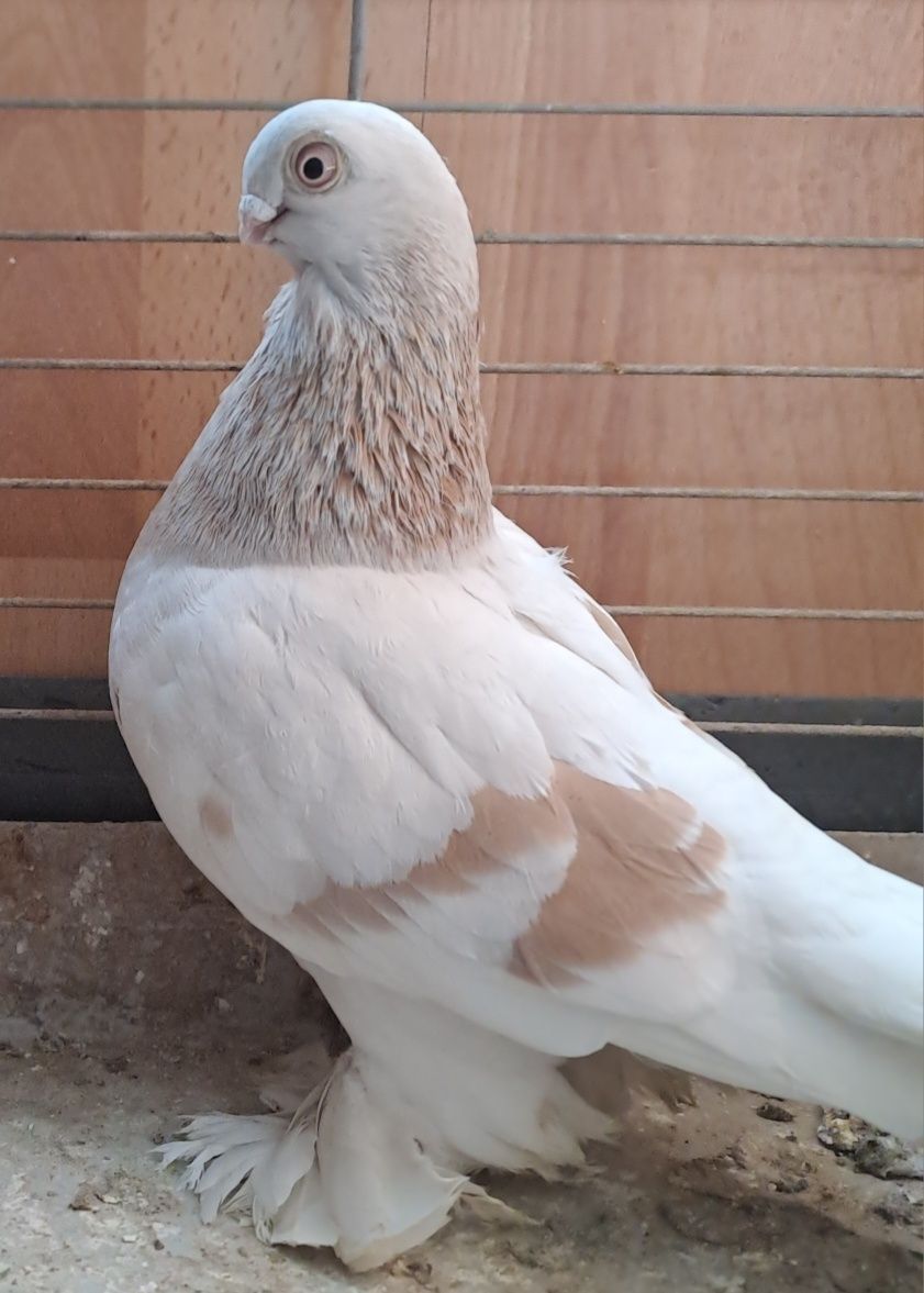 Golebie ozdobne blauwindry