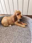 Suczka Cocker spaniel
