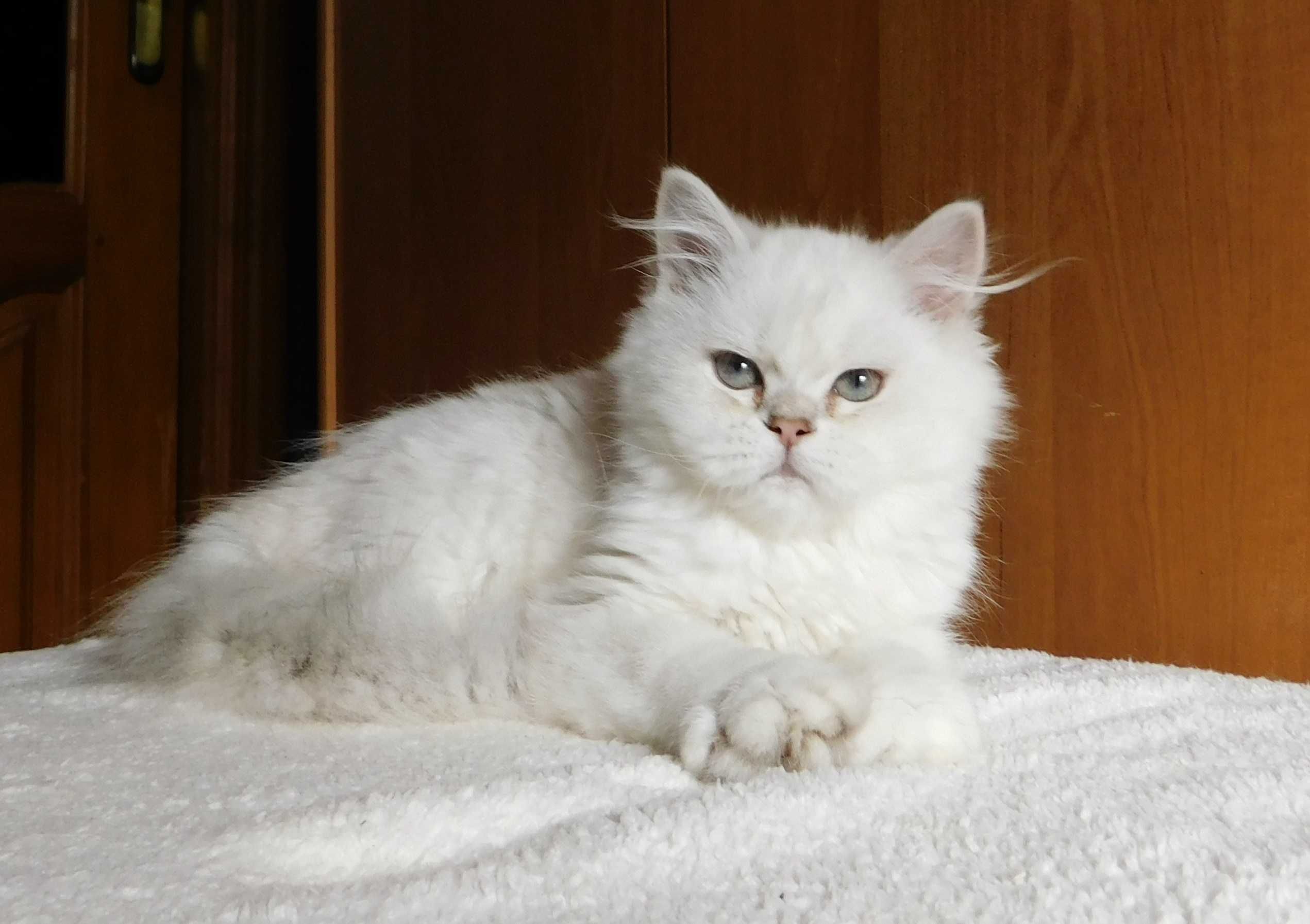 скоттіш страйт дівчинка колор поінт