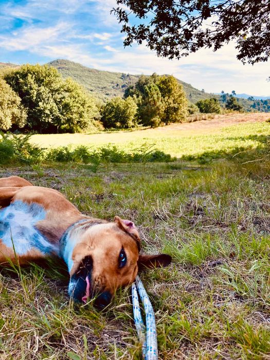 Cadela Perdigueira / Raçada