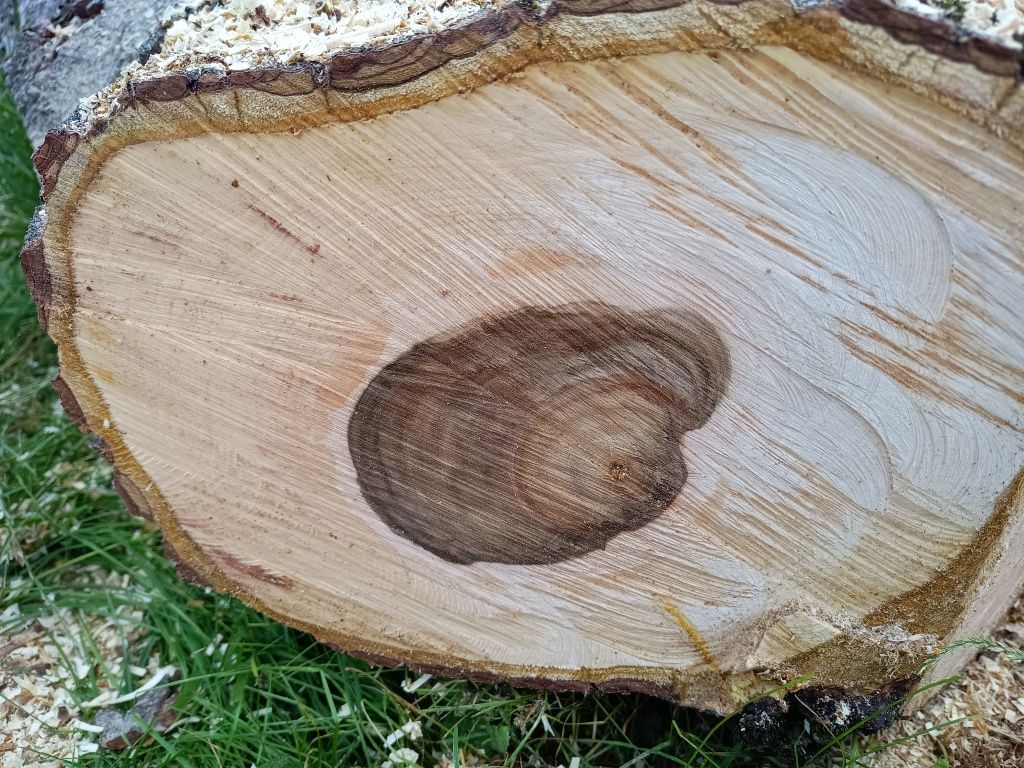 Orzech włoski pień ,kłoda, konar
