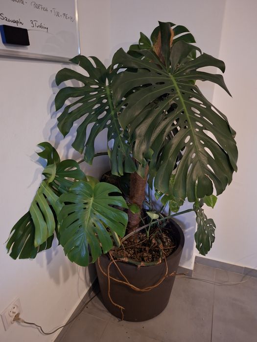 Monstera Dziurawa Kwiat doniczkowy