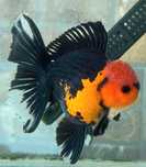 Oranda AAA Sklep zoologiczny Pirania Olsztyn wysyłka