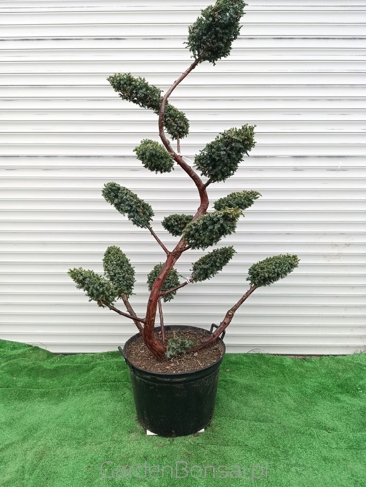 OZDOBA- Bonsai z jałowca chińskiego 'BLUE ALPS' - 170 cm