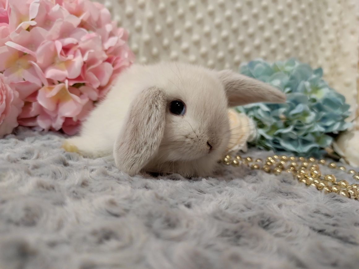 Mini Lop Króliczek Czystej Rasy z WYPRAWKĄ I KSIĄŻECZKĄ