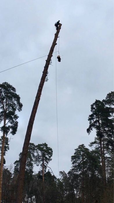 Спил,удаление аварийных деревьев,кронировка,чистка,каблинг