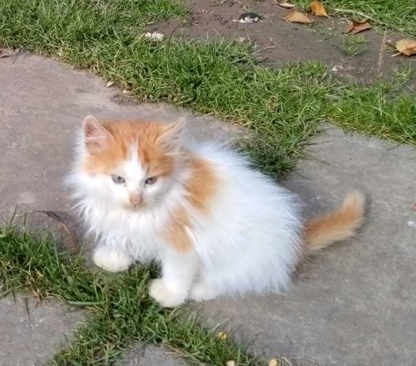 Пухнасті улюбленці в добрі руки