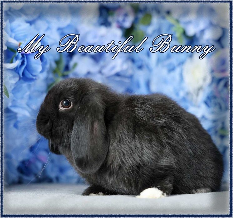 Piekny Królik Mini Lop - Black