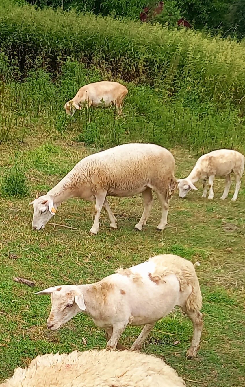 Owce nolana 4 miesięczne.