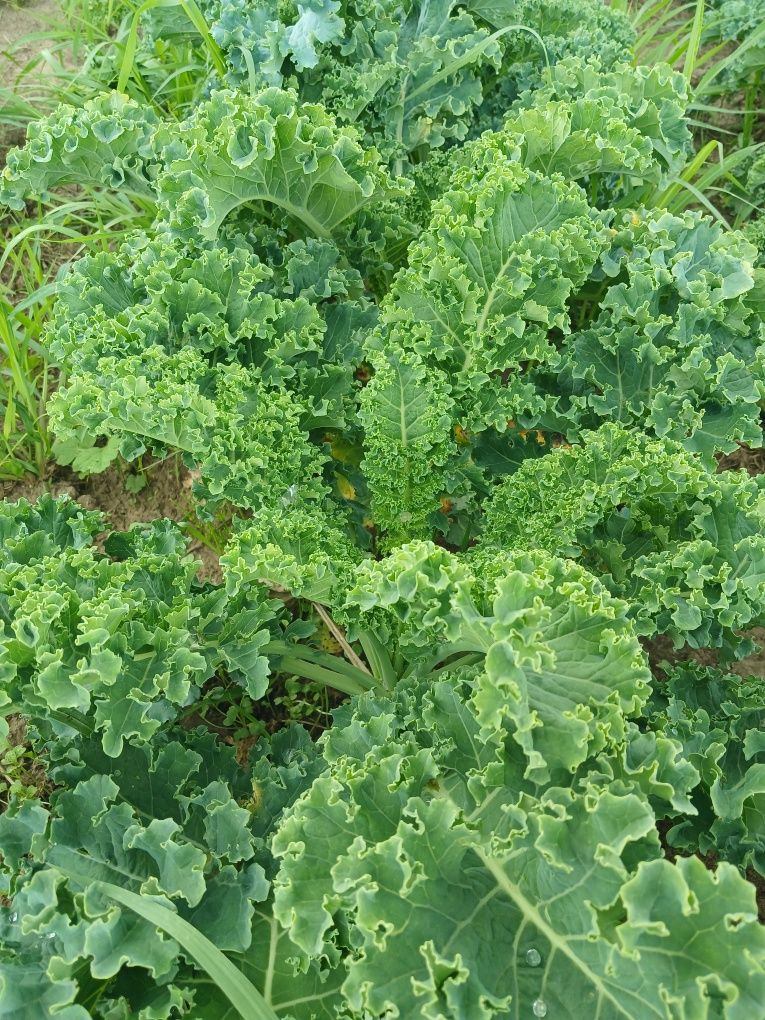Капуста Кале,Кейл(Kale)
