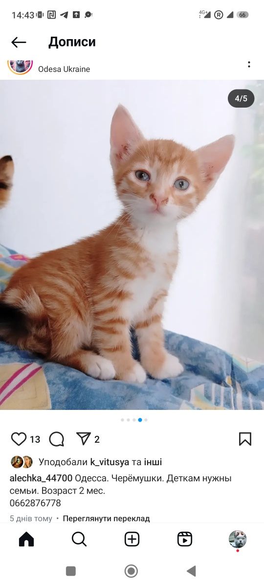 Котята бесплатно
