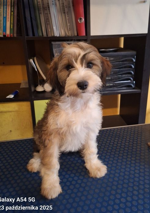 Fenomenalna MOYA, którą warto poznać.  Terier tybetański - nie terier