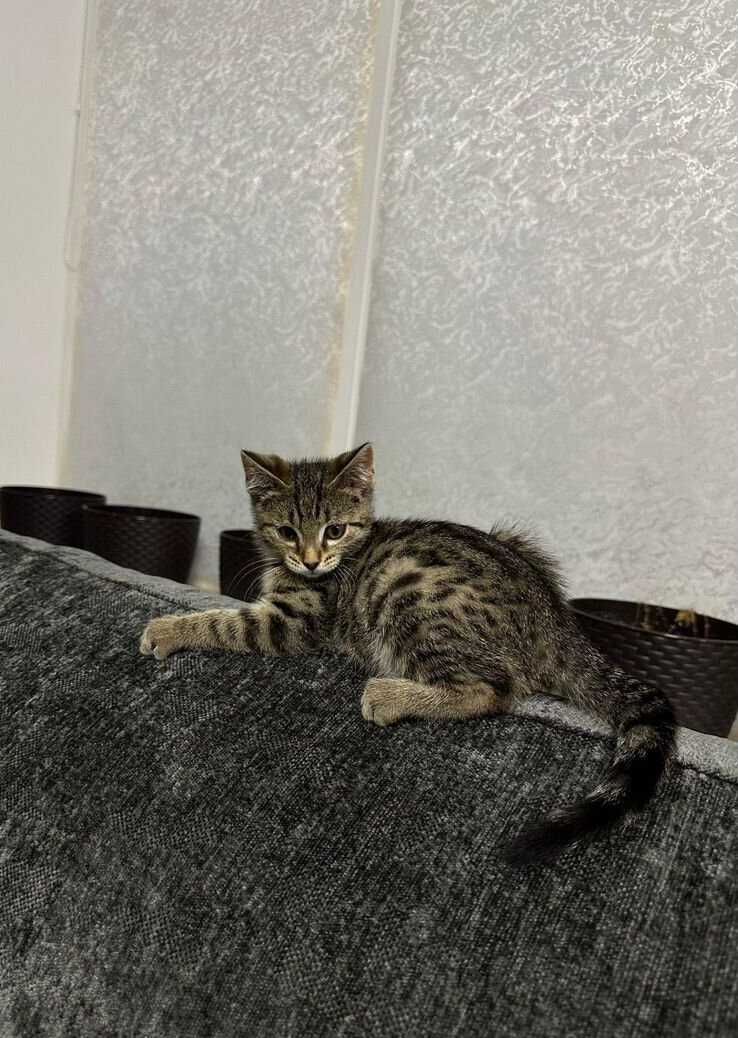 Красивый полосатый котенок мальчик